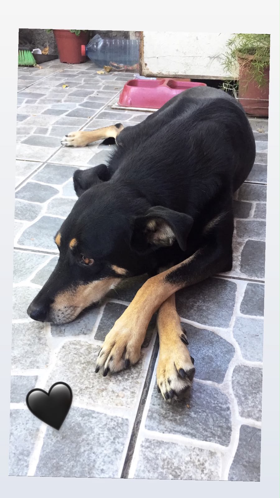 Niña descansando con sus patas cruzadas