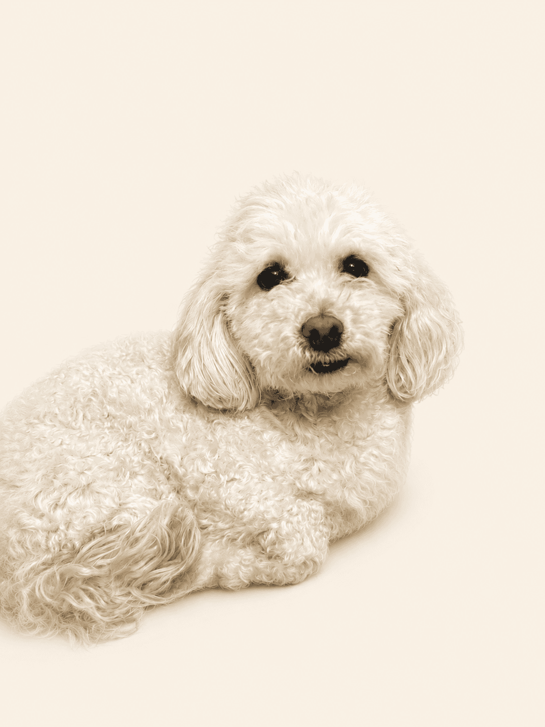 Productos para perros